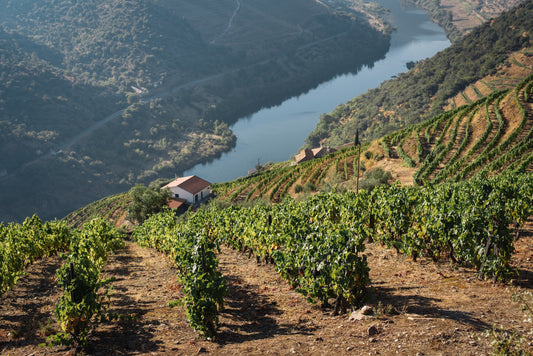 Douro: O Coração dos Vinhos Portugueses