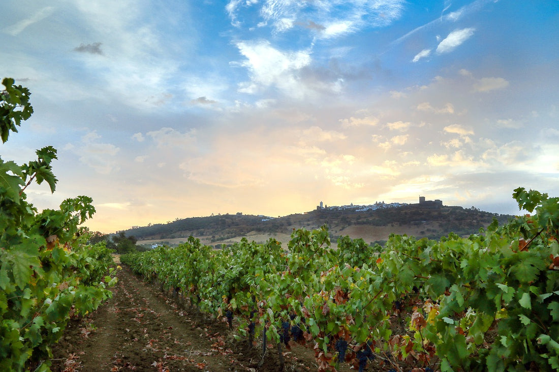 Descobrindo a tradição e o sabor: um roteiro pela Região Vinícola dos Vinhos Verdes