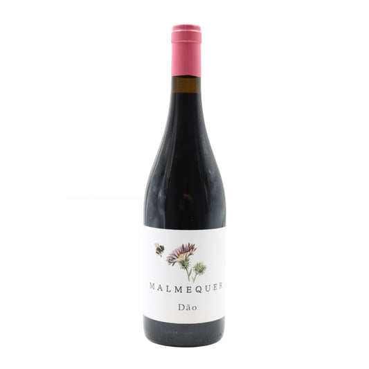 Malmequer Tinto
