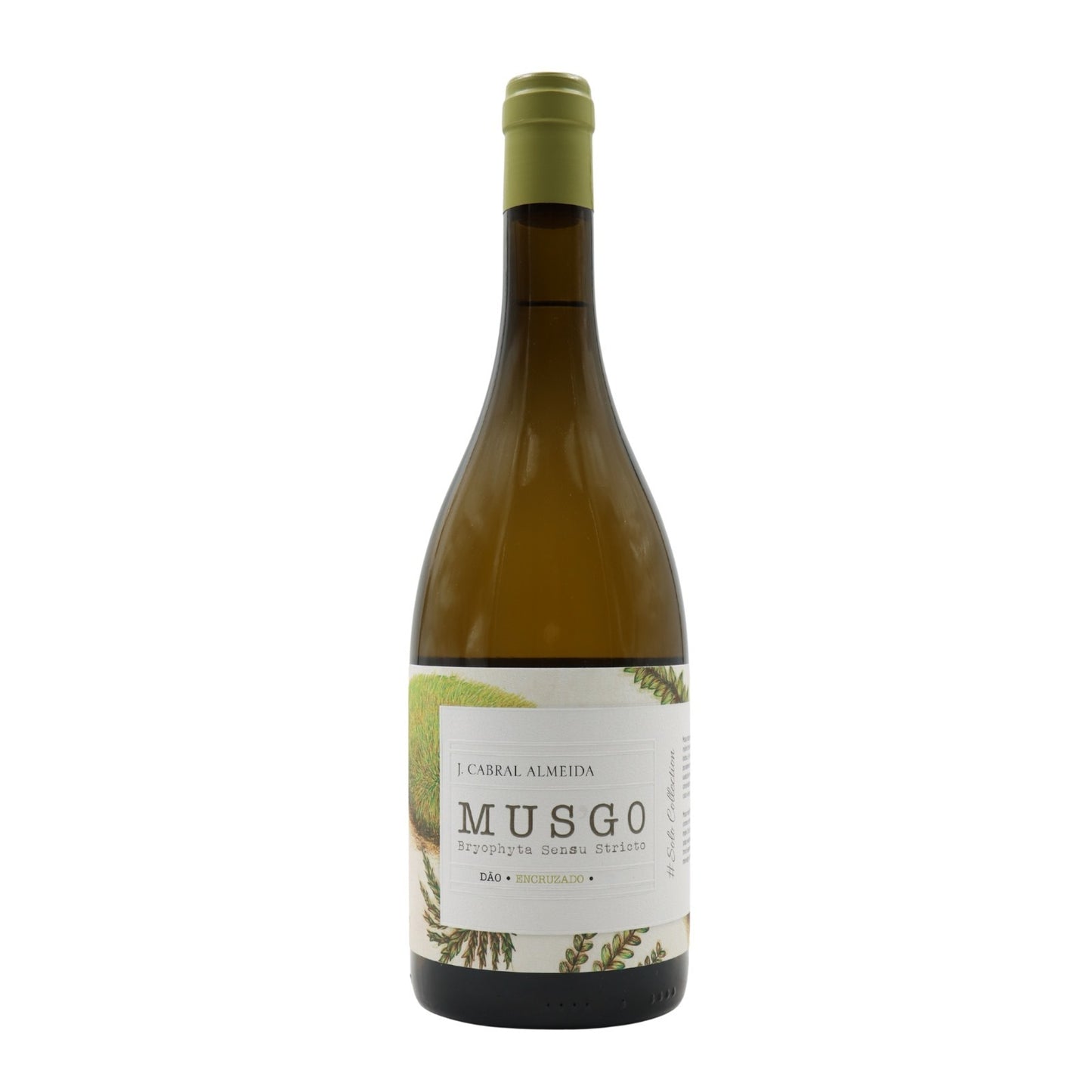 Musgo Encruzado Branco