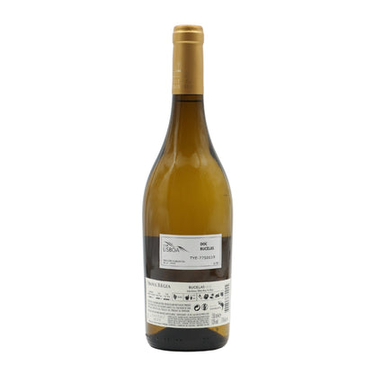 Regia Branco Exam 2023